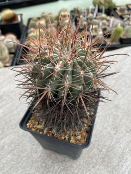Ferocactus fordii